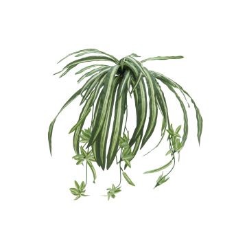 Clorofito di simulazione MALOU su stelo, verde-bianco, 60cm