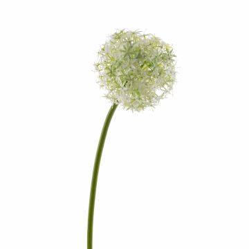 Fiore di allium artificiale SAMARA, crema, 75cm, Ø12cm