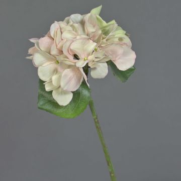 Ortensia artificiale CHIDORI, crema-rosa, 30cm, Ø13cm