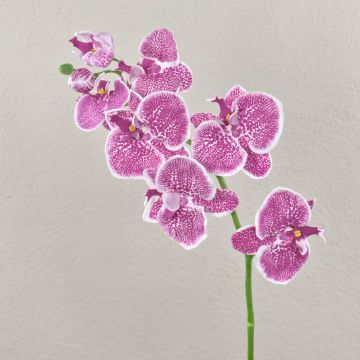 Phalaenopsis artificiale CEDRA, viola-bianco, 75cm, Ø6-10cm