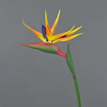 Strelizia finta LATIFA, arancione-viola, 80cm, 17x20cm