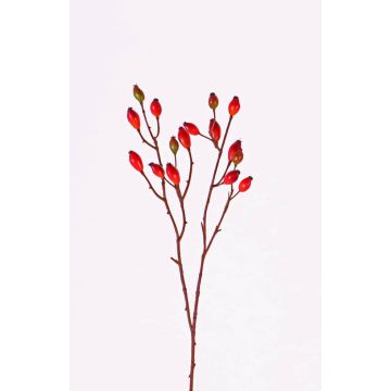 Rosa corymbifera finta EDITH, con frutti, rosso, 50cm