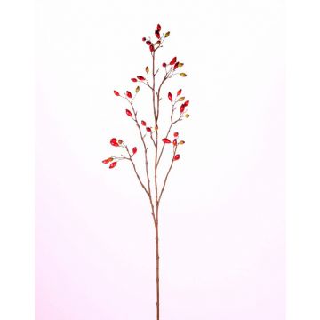 Rosa corymbifera finta EDITH, con frutti, rosso, 110cm