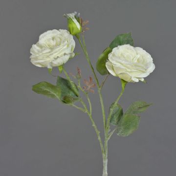 Rosa centifolia finta MADITA, innevato, crema, 60cm, Ø9cm Rosa centifolia finta MADITA, innevato, crema, 60cm, Ø9cm