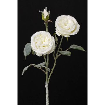 Rosa centifolia finta MADITA, innevato, crema, 60cm, Ø9cm