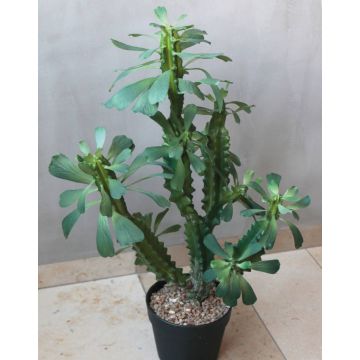 Cactus artificiale Euphorbia trigona BAILEY, vaso decorativo, verde, 65cm