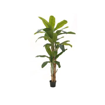 Banano artificiale FLORIS, tronco vero, 240cm