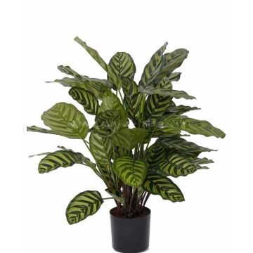 Calathea makoyana artificiale GODE, verde-giallo, 65cm