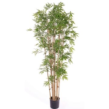 Bambù artificiale REIKA, tronchi naturali, 180cm
