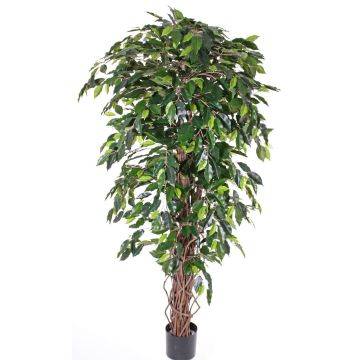 Ficus benjamina artificiale BERGLIND, tronchi naturali, verde, 150cm