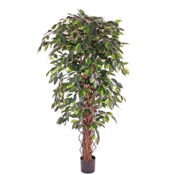 Ficus benjamina artificiale BERGLIND, tronchi naturali, verde, 180cm