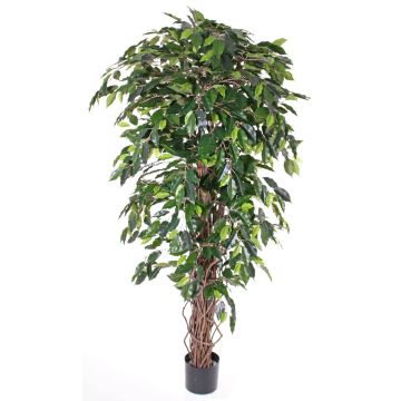 Ficus benjamina artificiale BERGLIND, tronchi naturali, verde, 210cm