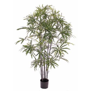 Aralia artificiale CARLIE, tronchi artificiali, verde, 150cm