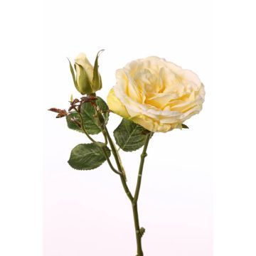 Rosa centifolia finta JUDY, giallo, 35cm, Ø8cm