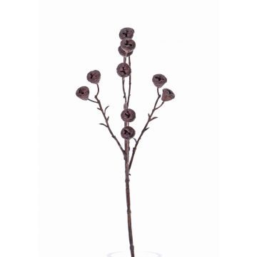 Ramo di eucalipto finto BASILIUS con frutti, marrone, 60cm