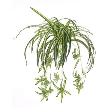 Chlorophytum comosum artificiale TASMIN su stelo, verde-bianco, 70cm