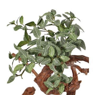 Fittonia artificiale NIKLAUS, stelo, difficilmente infiammabile, verde-bianco, 30cm