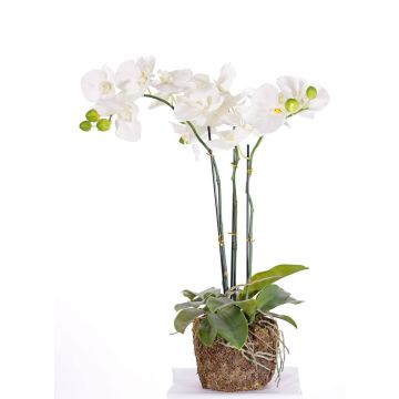 Orchidea phalaenopsis artificiale MARGIT con terriccio, bianco, 65cm
