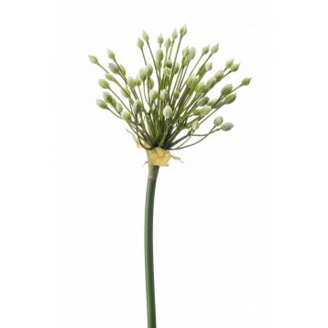 Allium artificiale KATYNA, crema, 70cm