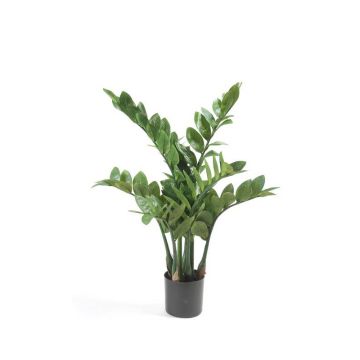 Pianta artificiale zamioculcas SIMANO, 70cm