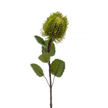 Fiore artificiale banksia CONAKIR, verde, 55cm
