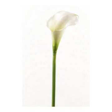 Calla artificiale CLAVO, bianco, 70cm