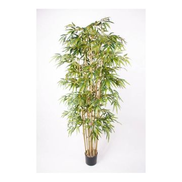 Bambù artificiale HIKITO tronchi veri, 205cm