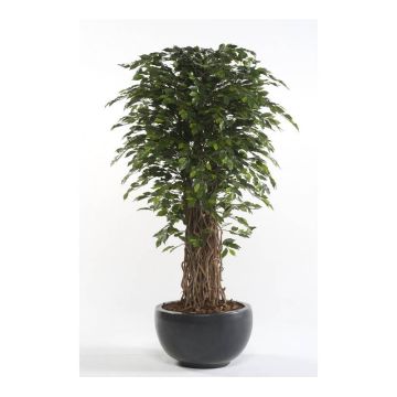Ficus benjamina artificiale ADOLFO, tronchi naturali, verde, 175cm