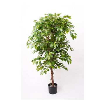 Ficus benjamina artificiale BARTOLO, tronco vero, verde, 140cm