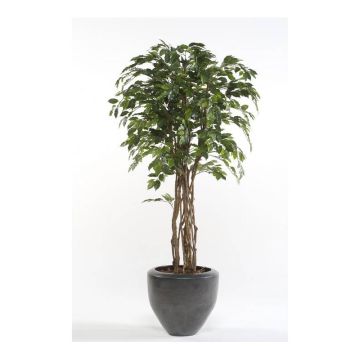 Ficus benjamina di plastica CARLOH, tronchi veri, verde, 170cm