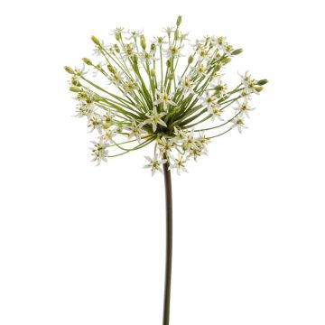 Allium artificiale BRAIS, bianco, 90 cm