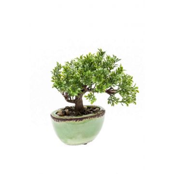 Ficus bonsai artificiale ORIANA in vaso di ceramica, 18cm