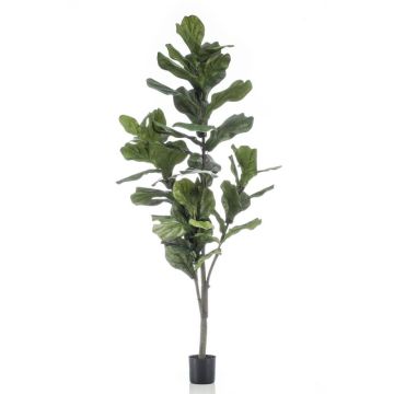 Ficus lyrata artificiale ENRIKO, tronco artificiale, verde, 150cm