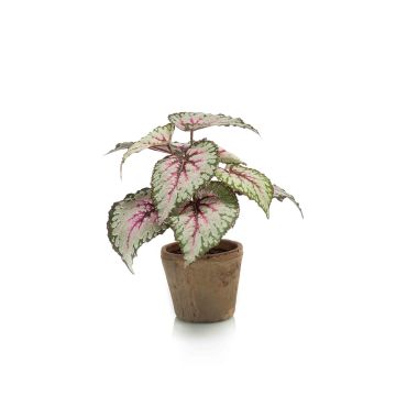 Begonia rex artificiale MEIRA in vaso di terracotta, verde-rosa, 25cm