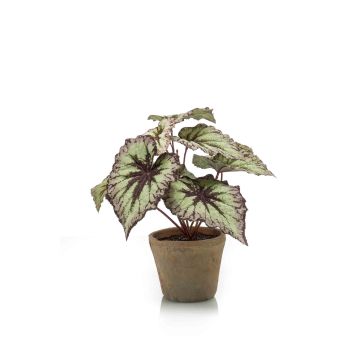 Begonia rex artificiale MEIRA in vaso di terracotta, verde-viola, 25cm