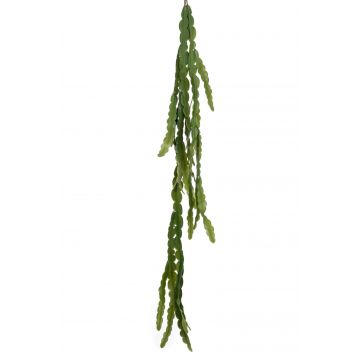 Cactus epiphyllum pensile BORNEO su stelo, verde, 110cm
