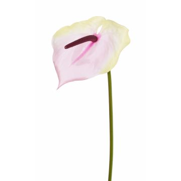 Anturio artificiale MOIRA, crema-rosa, 75cm, 13x20cm
