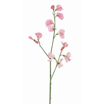 Lathyrus artificiale ASFALOTH, rosa, 65cm