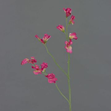 Lathyrus artificiale ASFALOTH, fucsia, 65cm