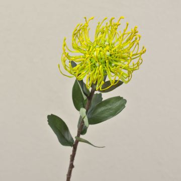 Protea artificiale BAILY, giallo, 50cm, Ø12cm