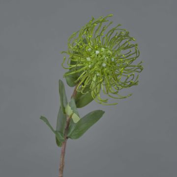 Protea artificiale BAILY, verde, 50cm, Ø12cm