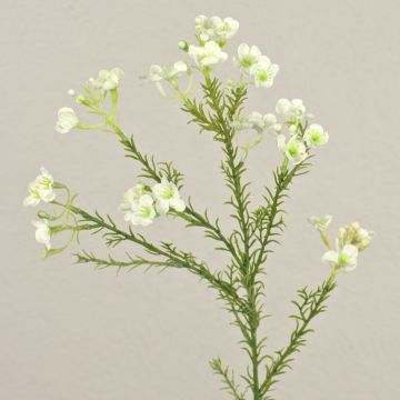 Fiore di cera artificiale AISHA, crema-bianco, 65cm