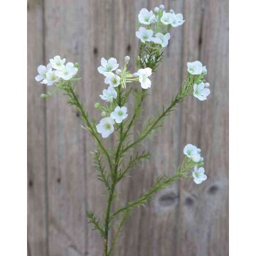 Fiore di cera artificiale AISHA, crema-bianco, 65cm