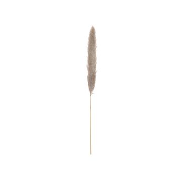 Pannocchia di erba di pampa essiccata ALBERICO, colore naturale, 135cm