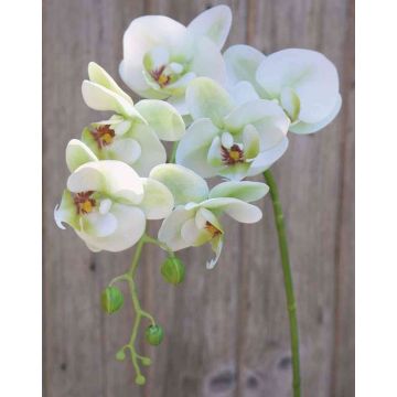 Ramo artificiale di orchidea phalaenopsis OPHELIA, verde-fucsia, 80cm