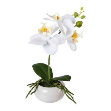 Fiore artificiale orchidea Phalaenopsis KASDA, vaso in ceramica, radici, bianco, 27 cm