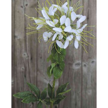 Fiore ragno artificiale HILDEGARD, bianco, 85cm