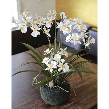Orchidea Oncidium artificiale AMELINA con terriccio, crema, 50cm