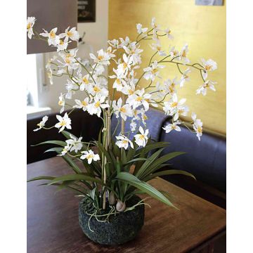 Orchidea oncidium tessile AMELINA con terriccio, crema, 65cm