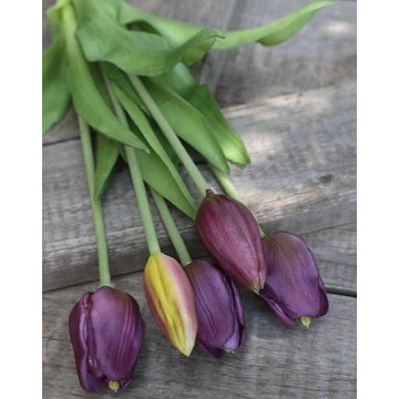 Mazzo di tulipani artificiali LONA, viola-verde, 35cm, Ø15cm